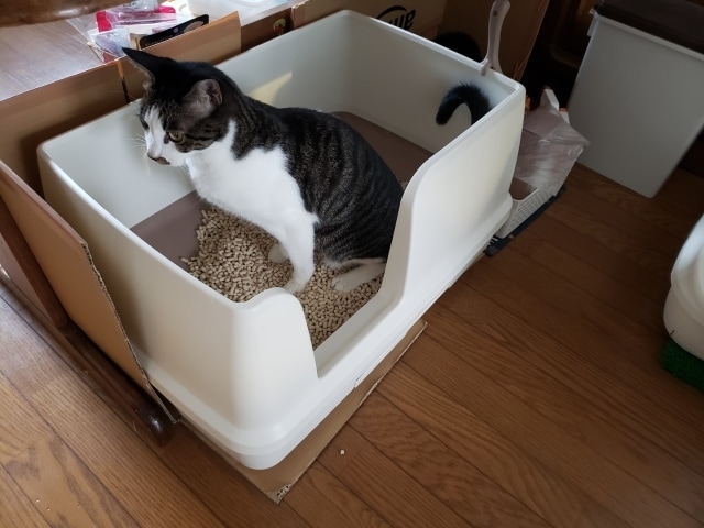 猫のトイレ問題、解決します 猫専門シッター11年4200匹以上の実体験からお伝えします イメージ1