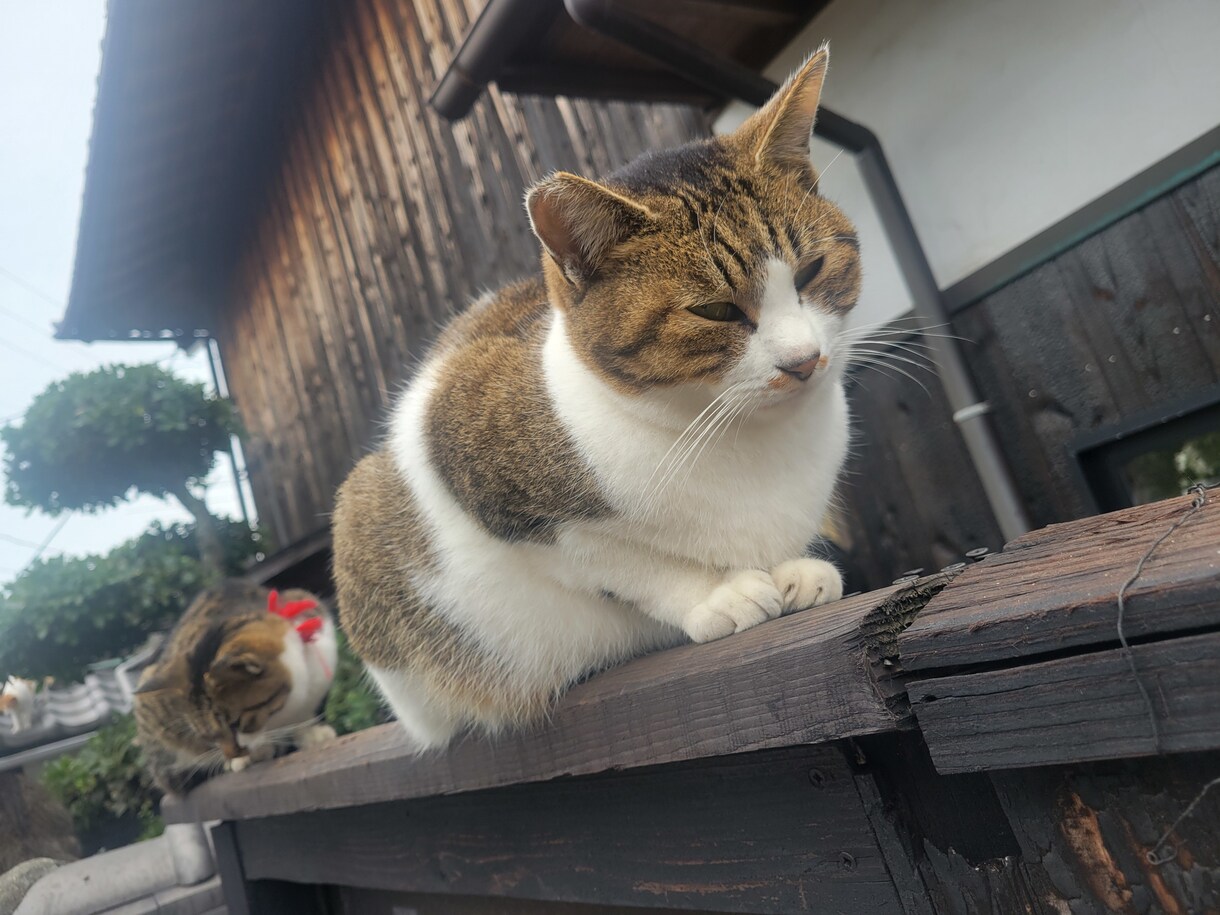 心に関する悩み愚痴、なんでもお聴きします 気軽に心を軽くしてみませんか？生きるを応援します。 イメージ1
