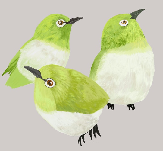 リアルな鳥のイラストを可愛らしく描きます 鳥のふわふわとした質感も表現できます。 イメージ6