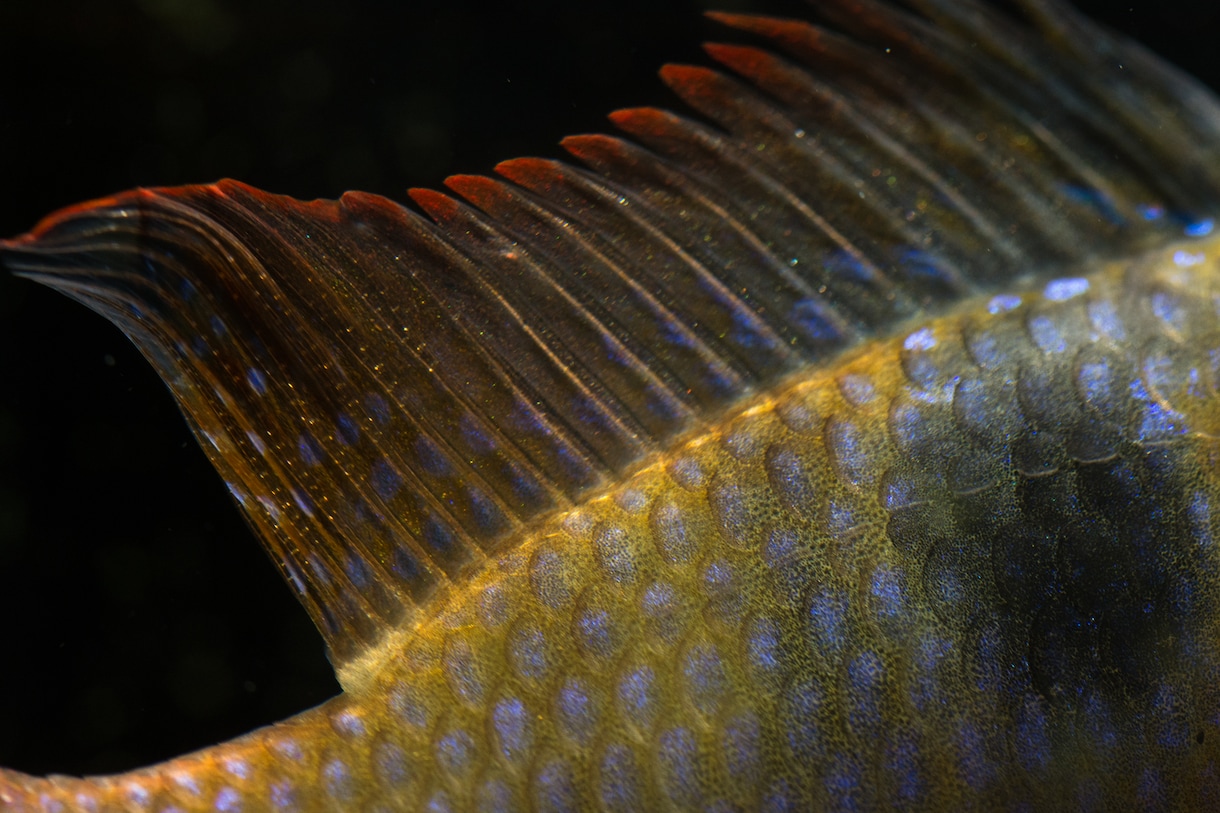 金魚や熱帯魚を飼いたい方、的確なアドバイスをします お家で魚を飼ってみたいけど、どうすれば？何を揃えれば？ イメージ3