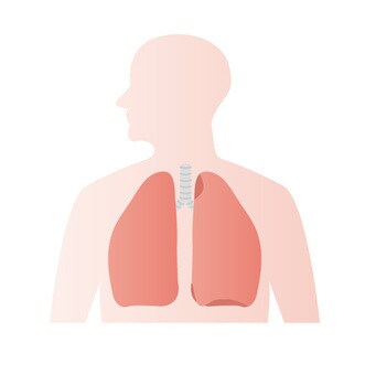 循環呼吸系の解剖や実習のアセスメントお手伝いします わからないことがわからない…を一緒に解決します！ イメージ4