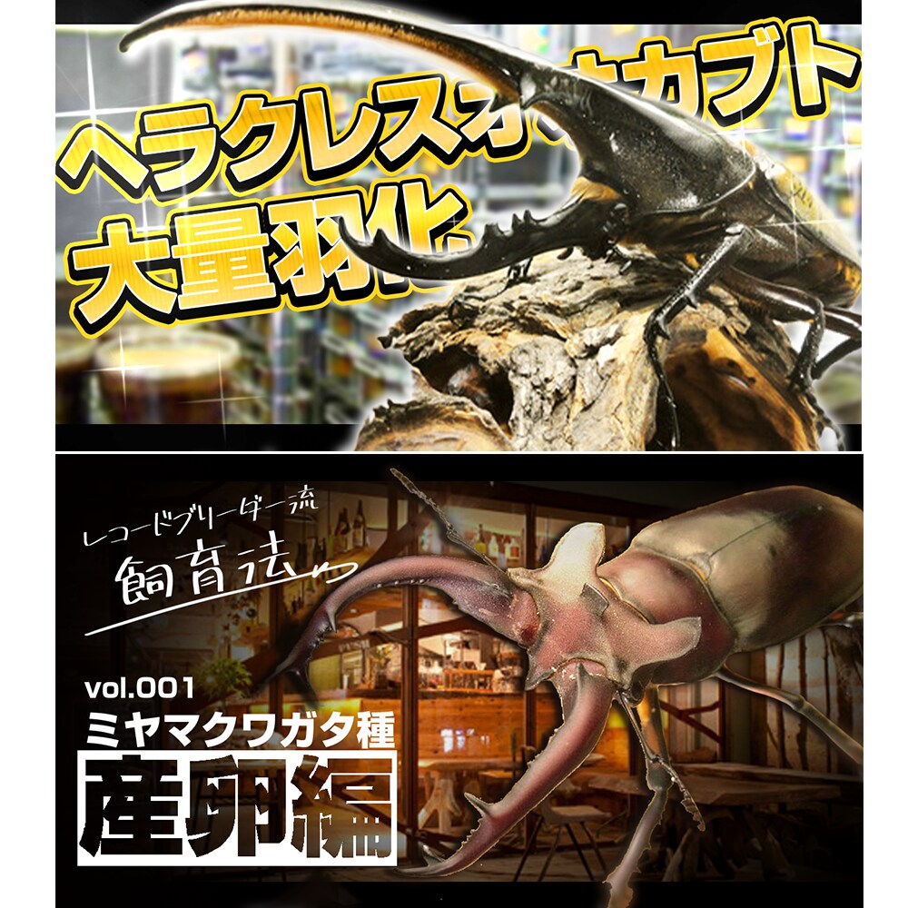 Youtube用動画編集！オールジャンル対応します 業界最大手の会社で培ったデザイン技術をフル活用します イメージ4