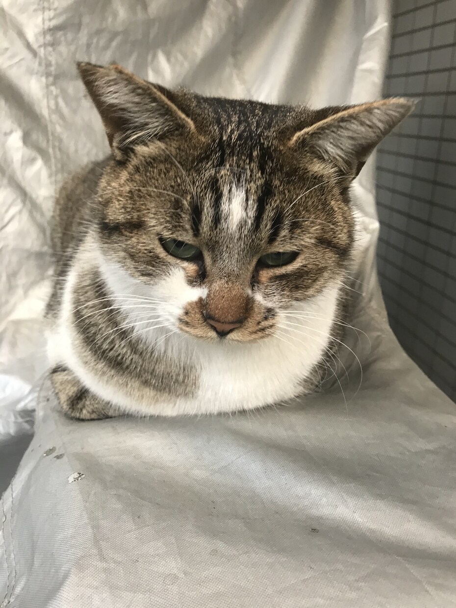 飼育員になりたい方、アドバイス、相談、承ります 過去2カ所の動物園で働き、現役の飼育員が言えること。 イメージ1