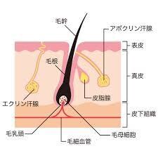 髪の悩みにエステセラピストが答えます 他人に言いたくない頭皮、髪の悩みをこっそり解決 イメージ3