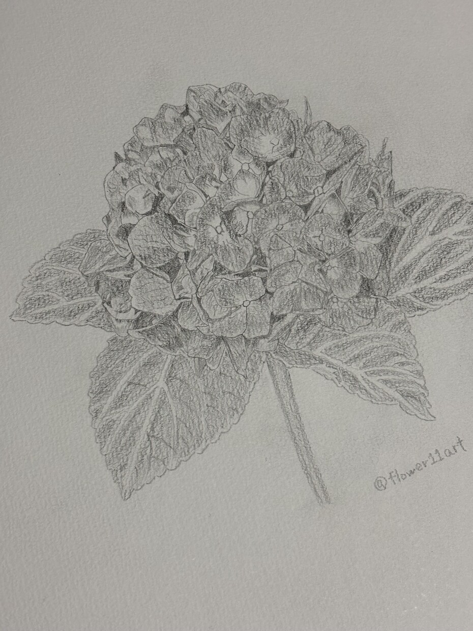 鉛筆でご依頼されたお花の絵を描きます 素人の模写作品です。本気で描かせていただきます。 イメージ6
