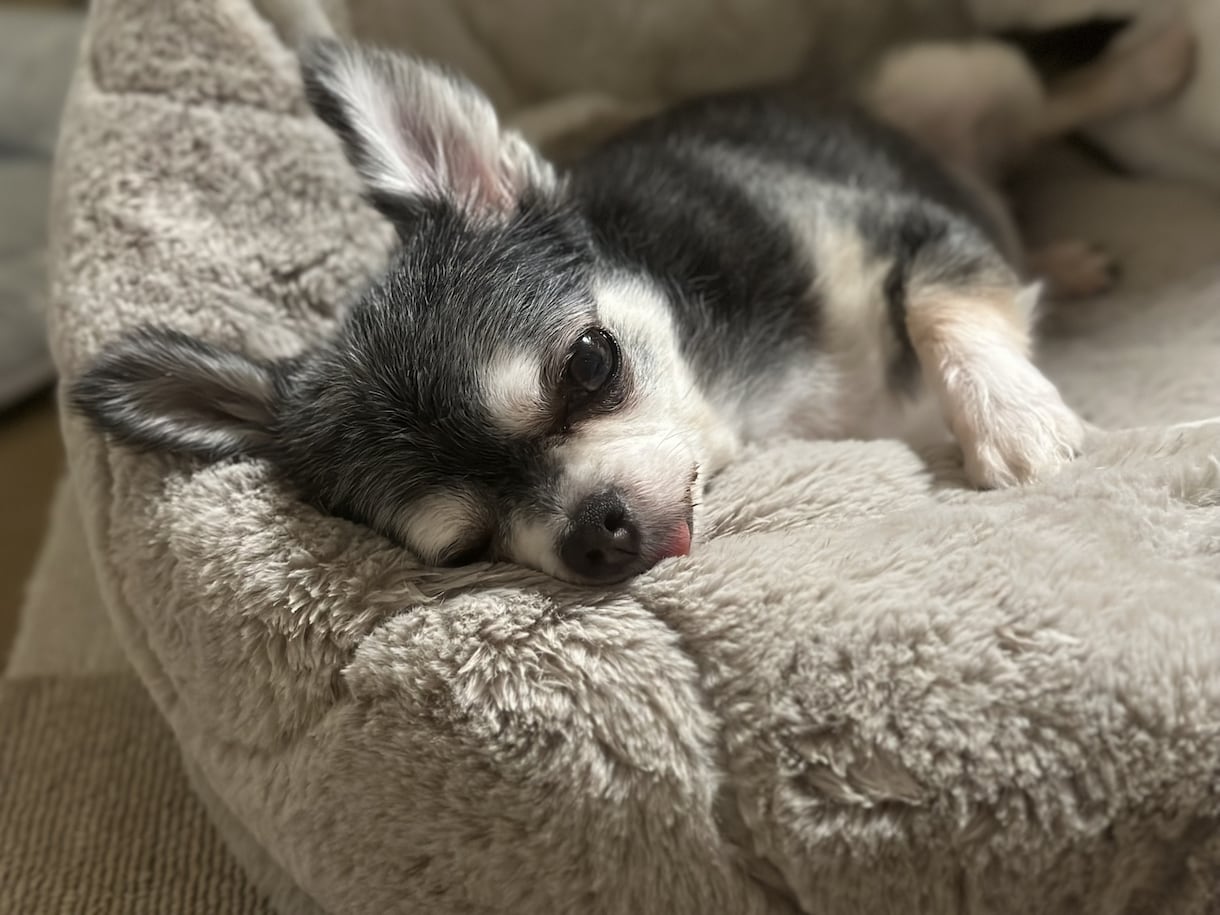 老犬介護方法のご相談承ります 愛玩動物看護師が老犬介護の相談や、お悩みに寄り添います イメージ1