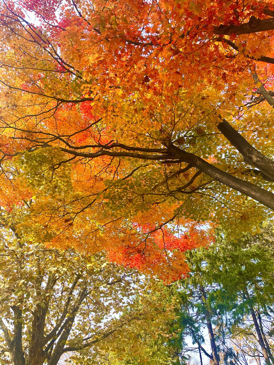 写真の素材提供します 5枚まとめて提供します！北海道の風景写真【秋編】 イメージ2