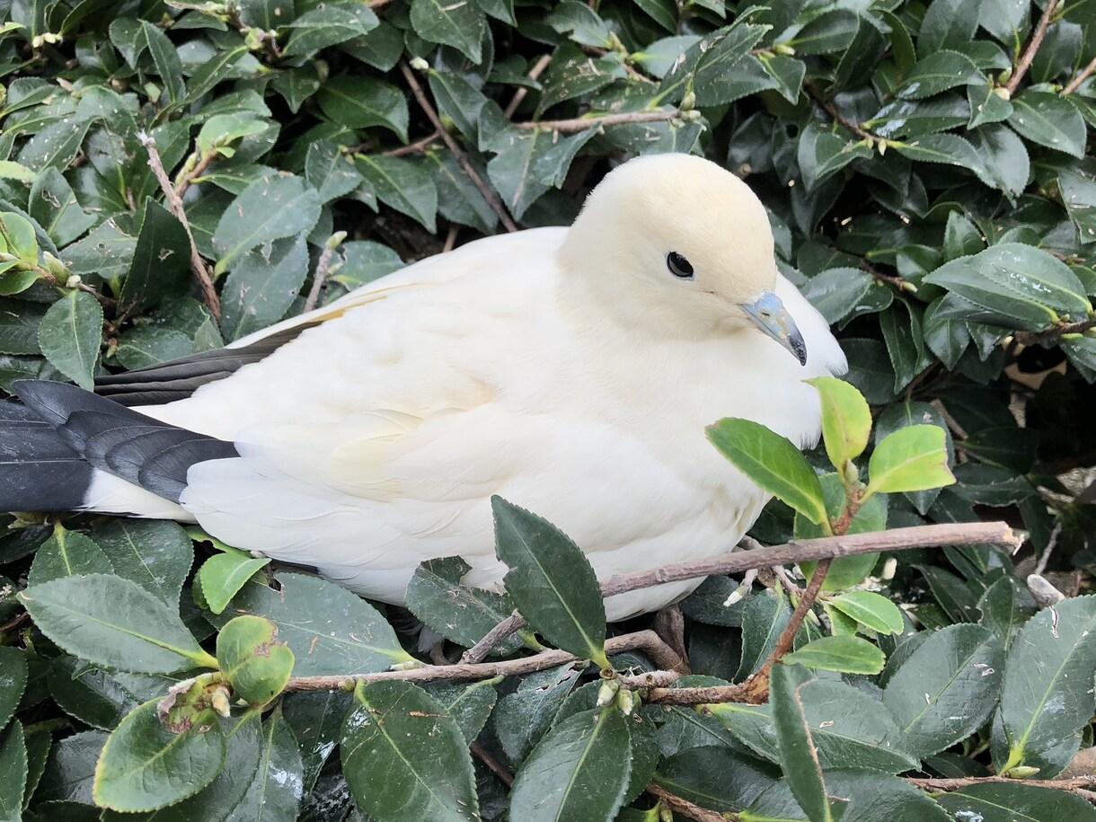 恋愛の悩み、不安ききます まわりにいえない気持ちをぶつけませんか？ イメージ1