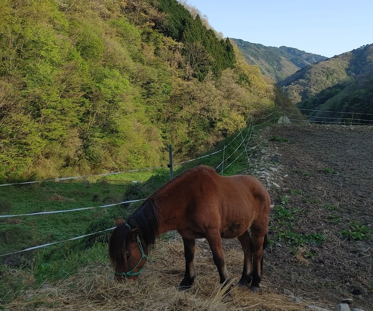 24時間☆チャットで山奥から寄り添います 山奥の素朴さや自然の厳しさから培った、共感、対話、寄り添い イメージ3