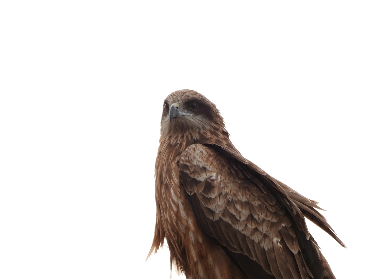 ペットなど動物の似顔絵お描きします 思い入れのあるペットや大好きな動物のかっこよくかわいい絵を。 イメージ9