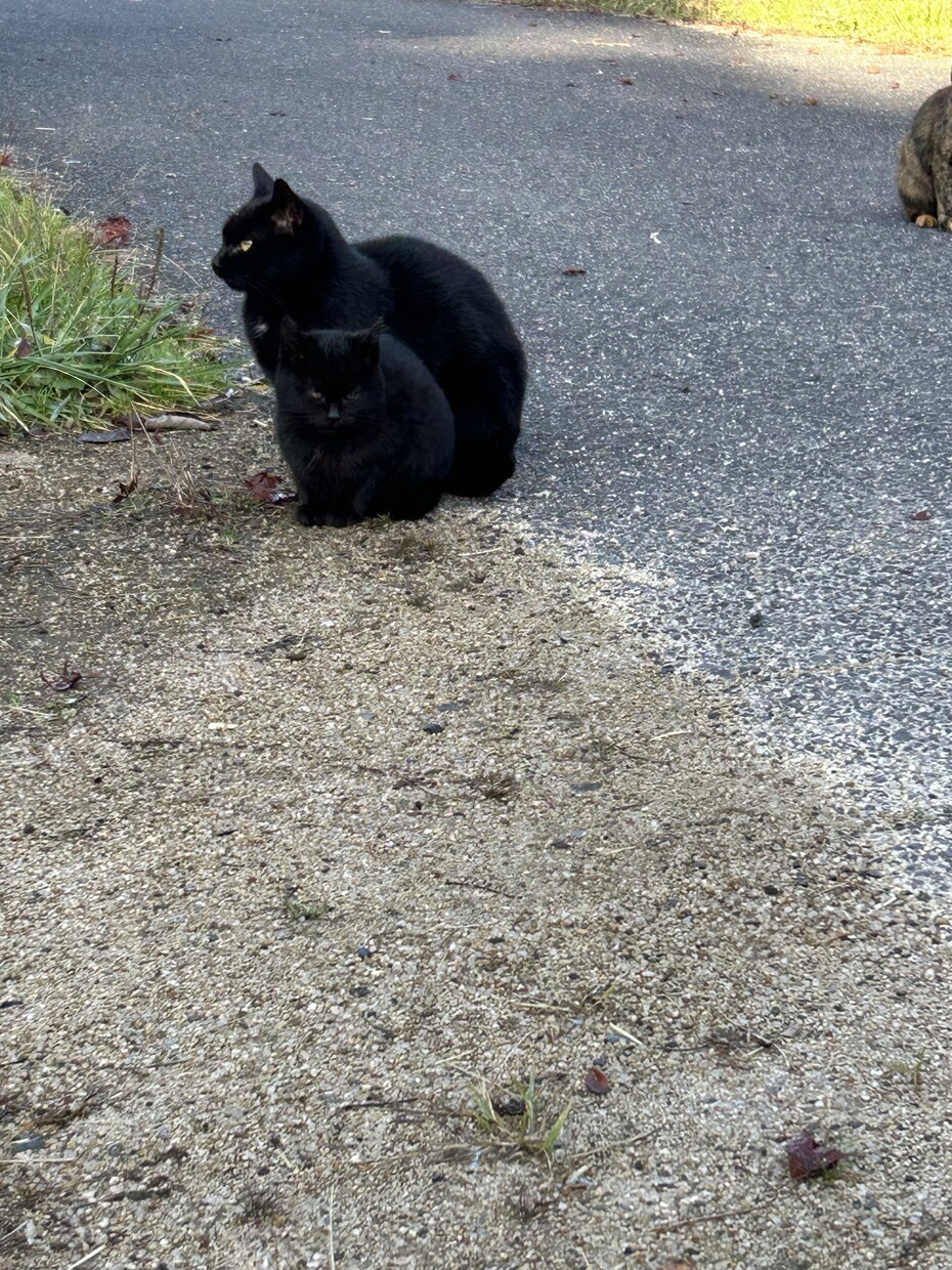 猫ちゃんの可愛い写真を送ります。ます 猫ちゃんだけじゃなくて牛さんの写真や季節の写真を送ります。 イメージ4