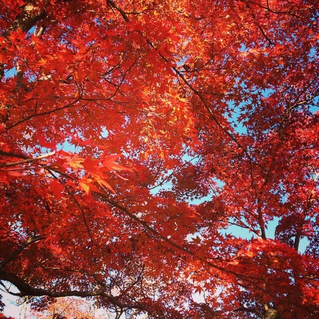 秋の京都観光！教えます 紅葉名所が多数の京都、地元民ならではの選りすぐりの名所紹介！ イメージ1