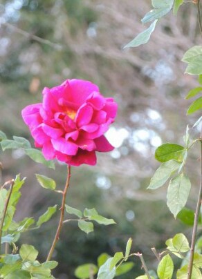 就職・転職・独立起業など、お仕事のご相談  ＜ 花開蝶来 ＞ イメージ1