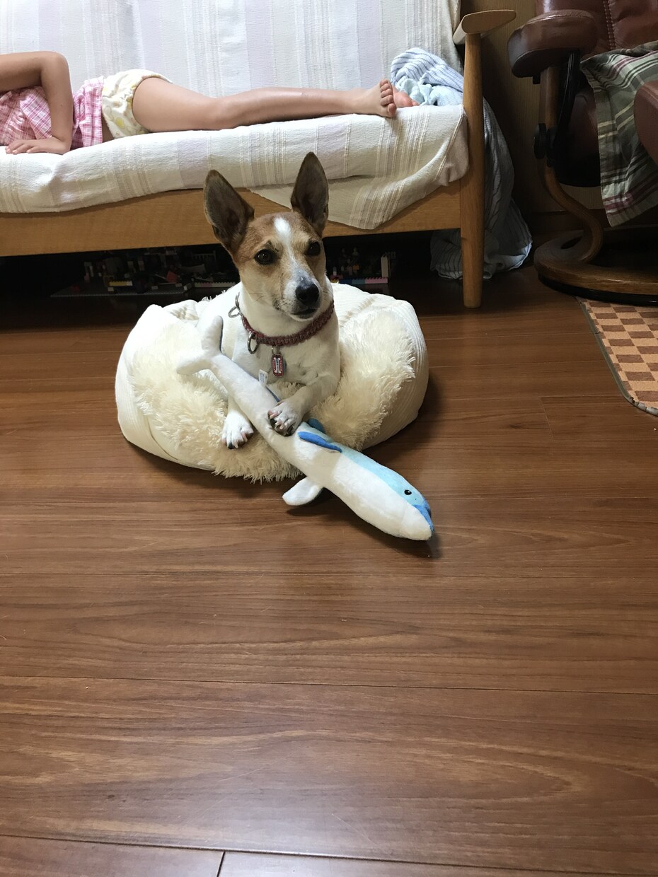トレーナー目線を教えます 犬と過ごすには何処に注意して犬をみるといいの？ イメージ1