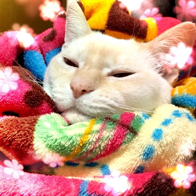 お話し聞きます お悩み、話し相手、なんでもOK！⋆⸜(* ॑꒳ ॑*  )⸝ イメージ1