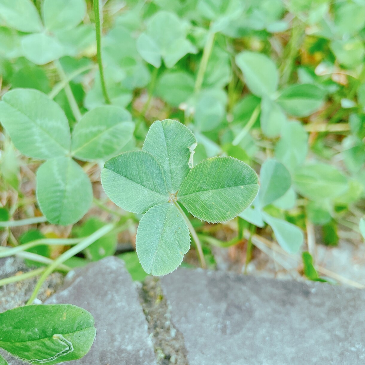 あなたの折れた心にバンドエードを貼ります 経験豊富の人生から、どなたのお話しも聞けます。 イメージ2