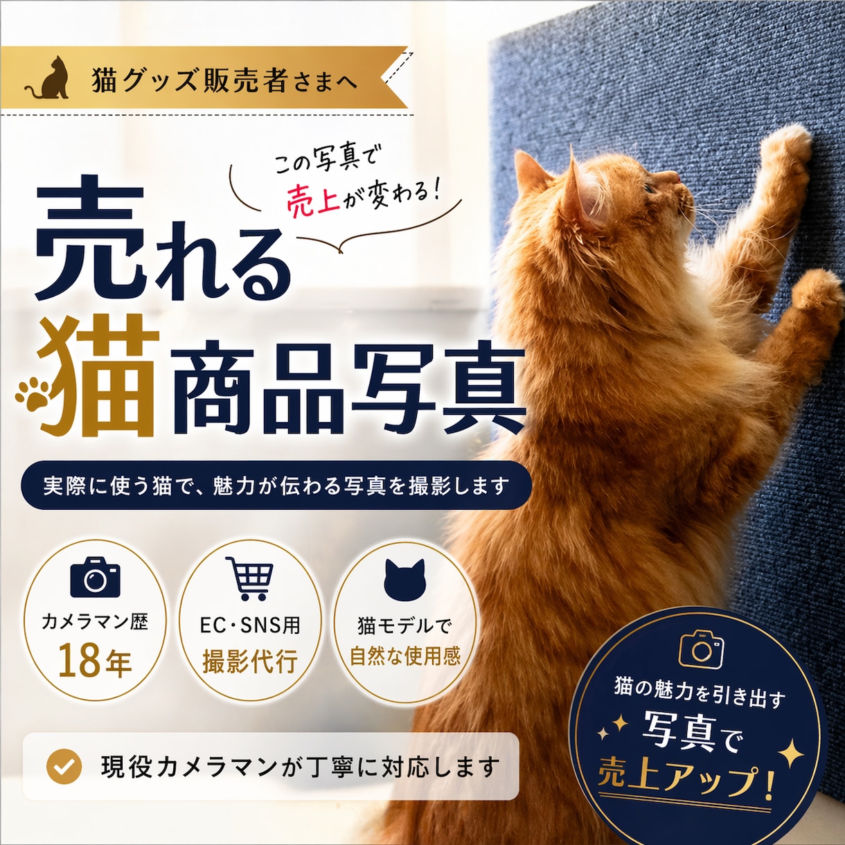 猫用商品撮影｜売れる広告写真撮影します プロ歴18年×猫歴20匹で高品質撮影 イメージ1