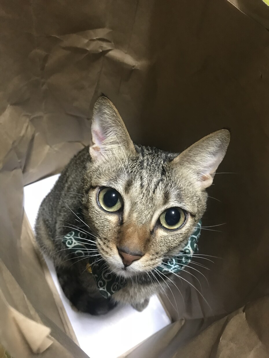 猫9匹の飼い主が【ペット愛】語りを受け止めます ★溢れるあなたのペット愛を聴かせて下さい★ イメージ2