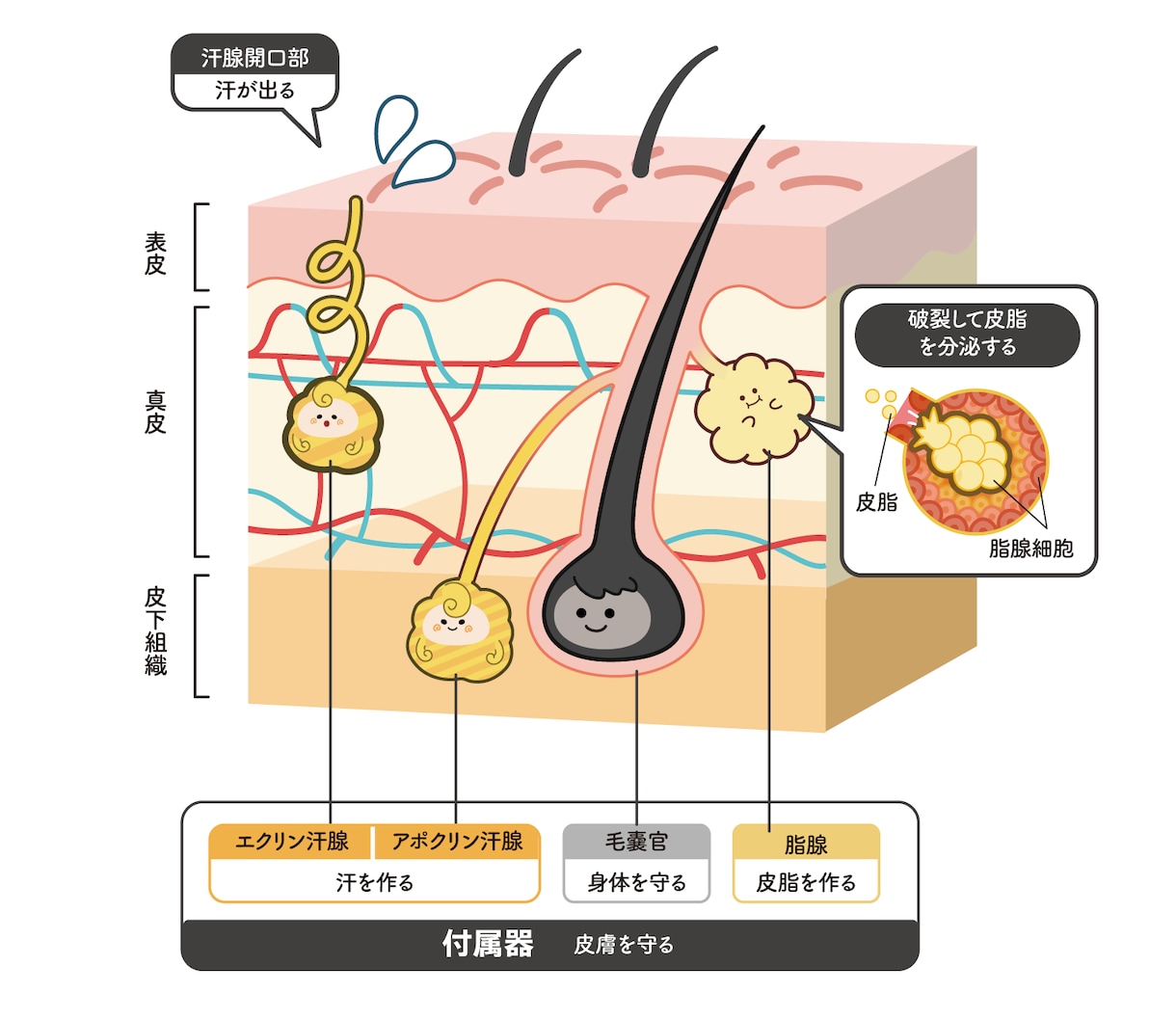 商用込み★ゆるかわで伝える図解イラスト制作します 難しいをわかりやすくして売り上げUPに繋げます！企業実績多数 イメージ6