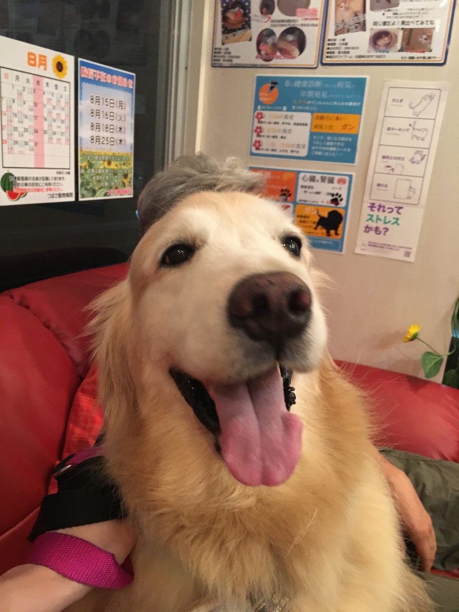 ご家族である動物たちへヒーリングさせていただきます 動物病院ではケア出来ない心のケア イメージ1