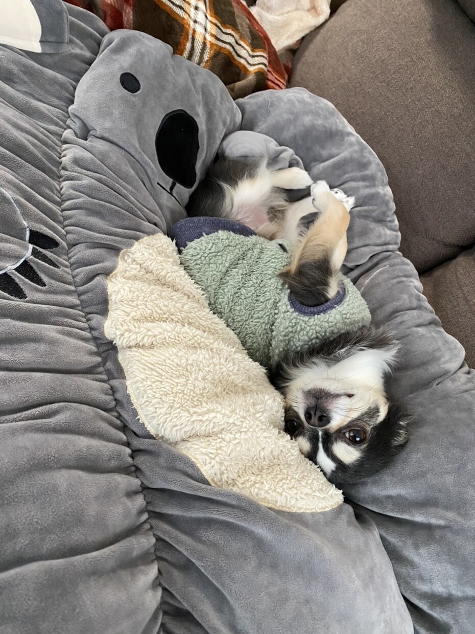 霊感で犬の気持ちをリーディングします 犬専門になりますが、気持ちをリーディングします。 イメージ1