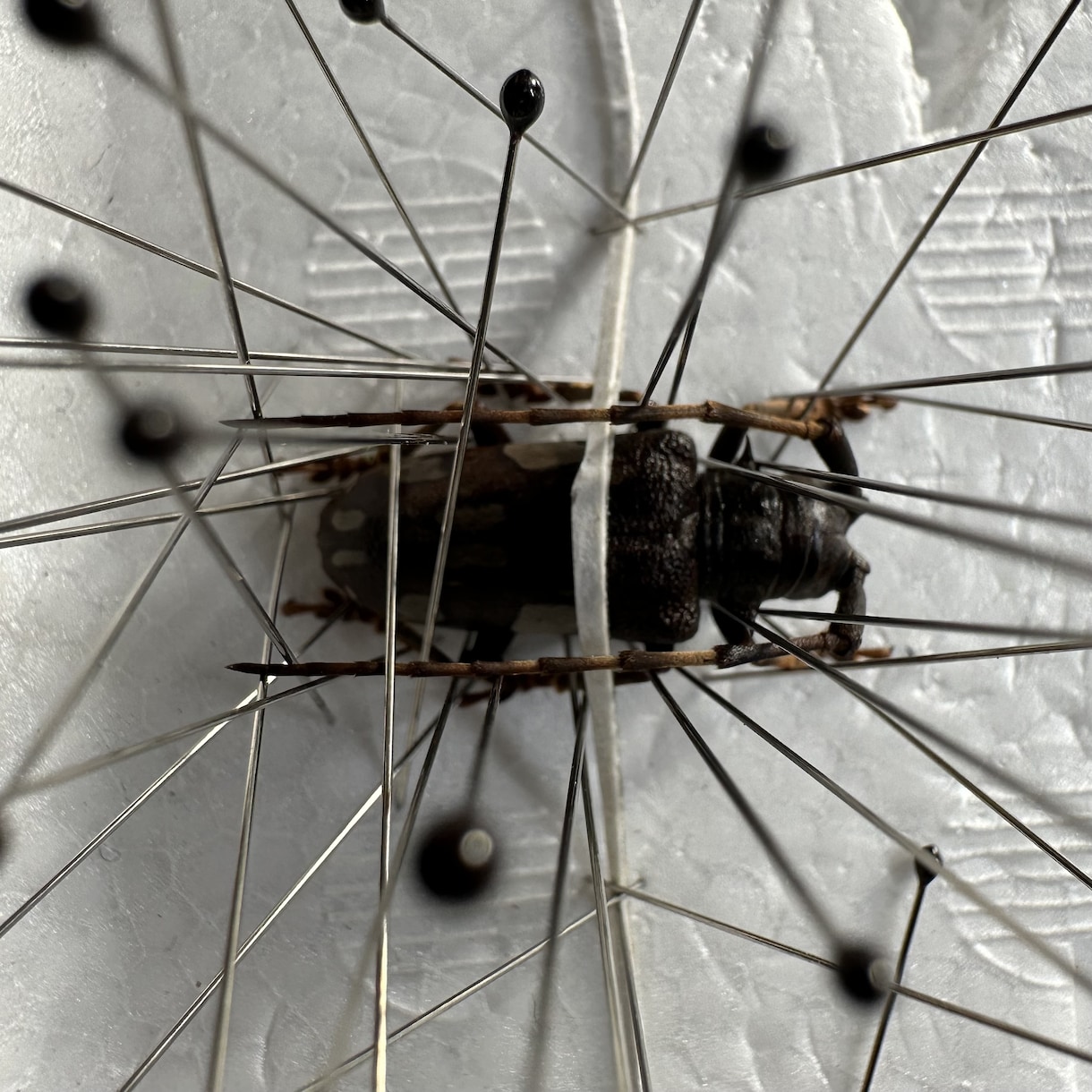 昆虫標本の作成を代行します 屋号名: BOOM INSECT イメージ7