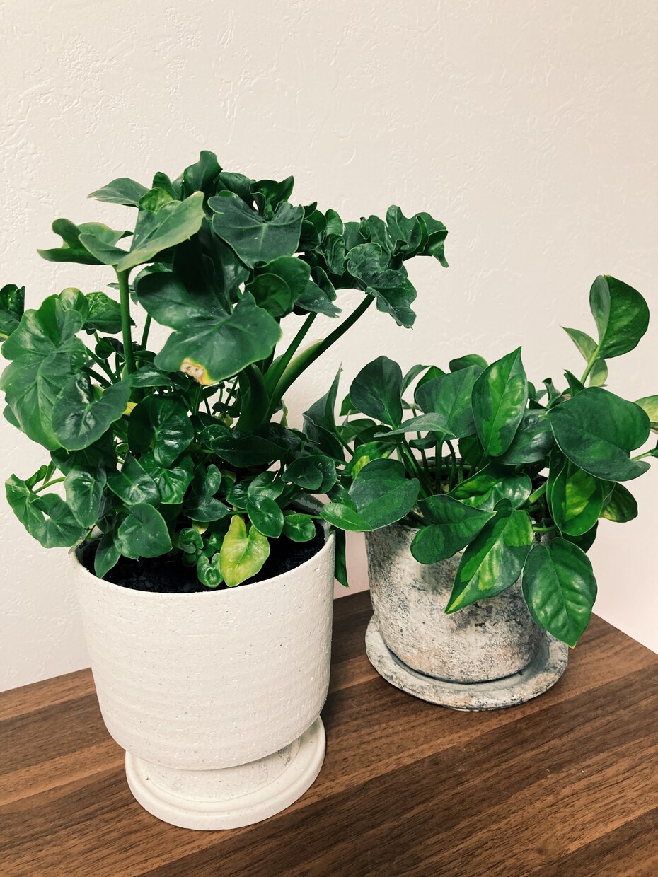 ご自宅の植物のお悩み聞きます 枯れそうな植物を捨てる前に一度お話聞かせてください！！ イメージ1