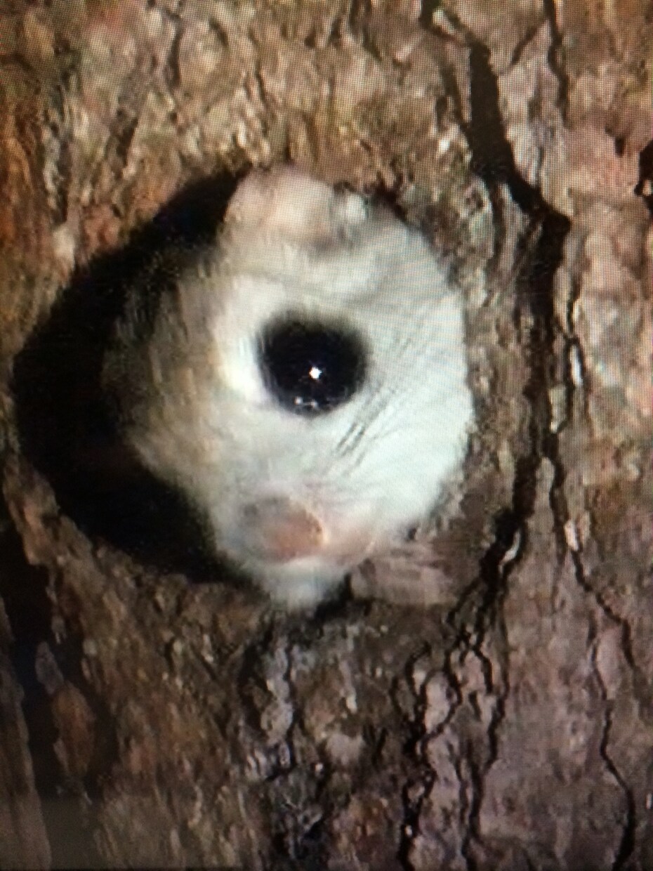 お悩み大小にかかわらずお聴きします 話しているうちに眠くなるようなホッと感を貴方に イメージ5