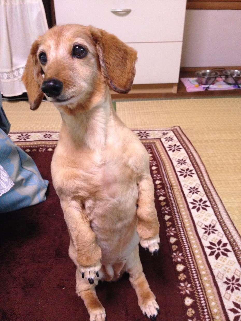 亡くなった大好きな愛犬の3Dフィギュア作ります 写真1枚からok！お洋服も再現♪ イメージ6