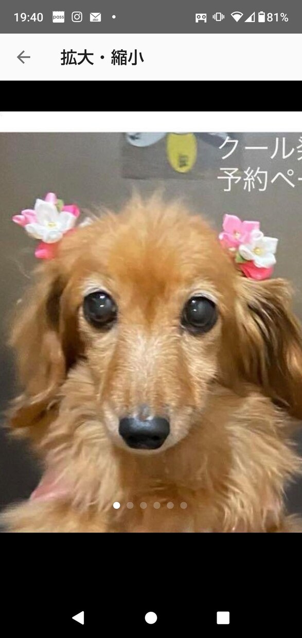ペットのミニ肖像画を制作します 愛するペットを優しいタッチの肖像画にして飾りませんか? イメージ9
