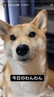 家族である柴犬の写真を送ります 他の柴犬と違い、凛々しい姿のやアホかわいい写真の提供します！ イメージ1