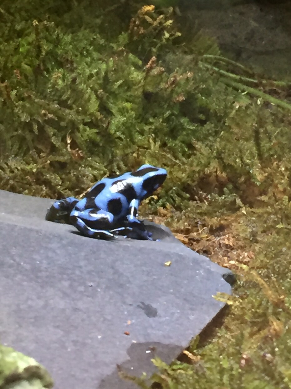 飼い方の載ってない虫や爬虫類の飼い方教えます ネットで探しても無いような虫や爬虫類その他諸々の飼育など！ イメージ5