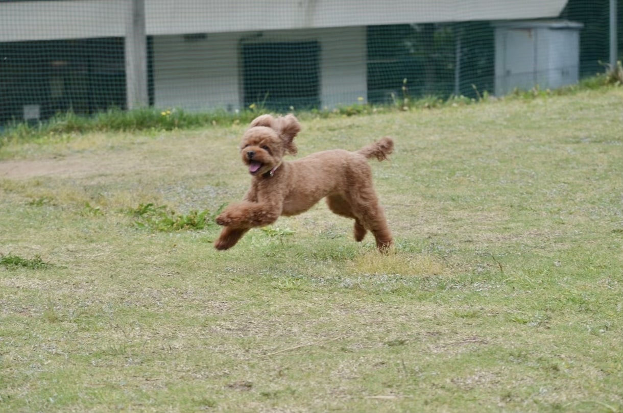 愛犬とのドッグラン等に同行して撮影します 大切なわんちゃんとの思い出を写真に残します！ イメージ7