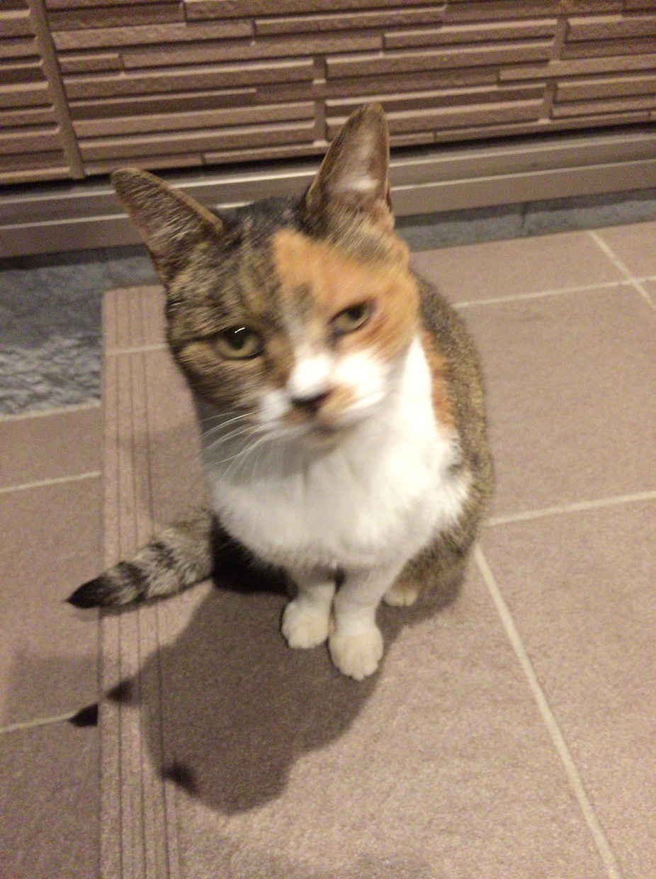 あなたのお悩みにそっと寄り添います あなたのお悩みを手相鑑定&オラクルカードでみます。 イメージ5