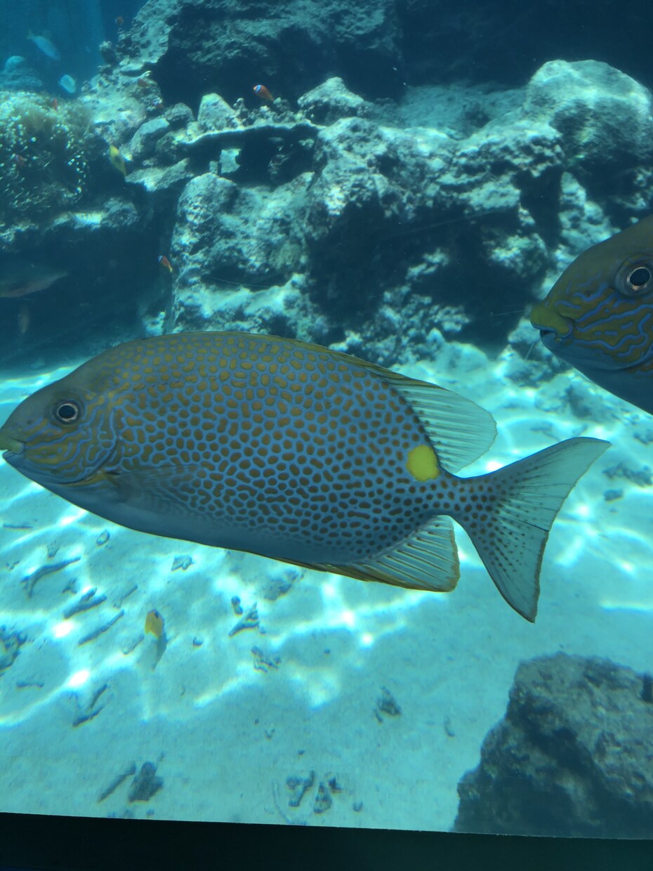 沖縄のロケーションやグルメの素材提供します 沖縄の自然豊かな海やグルメの写真、動画素材の提供します！ イメージ3