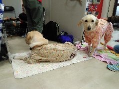 ペットのお話を聞かせて頂いてます うわさ話や自慢話など、気軽にお話下さい。 イメージ3