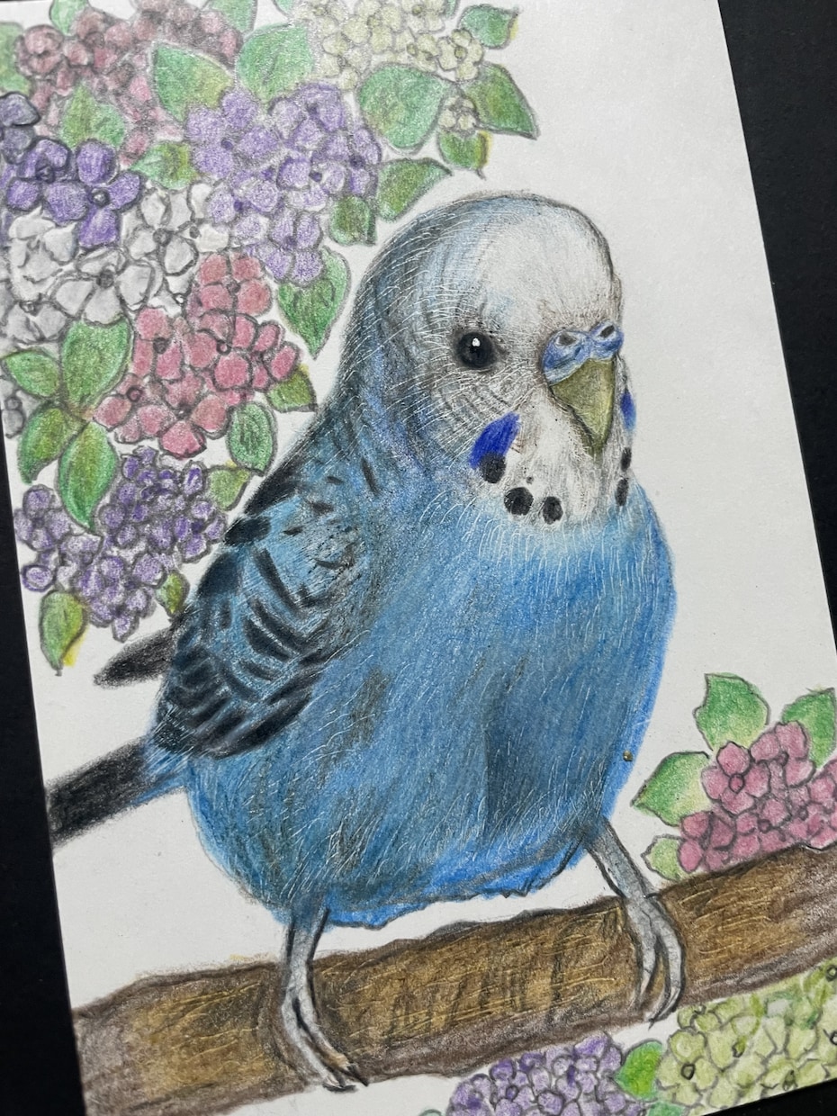 オーダーメイド色鉛筆画　世界に一つの原画になります 愛鳥や野鳥を色鉛筆でひと塗りひと塗りリアルに仕上げます。原画 イメージ7