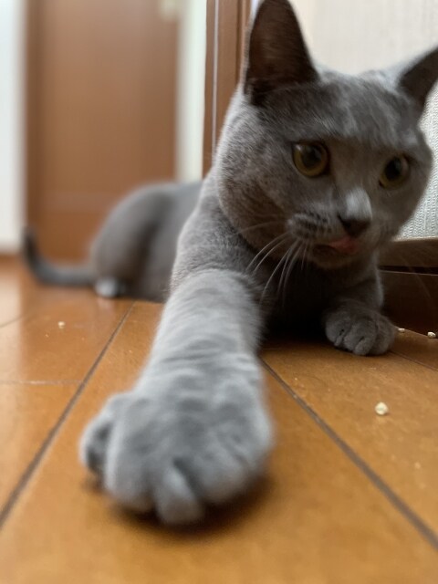 ペットいきいき、幸せヒーリングをさせて頂きます 家族の一員として、大切な存在のペットの癒しと幸せの為に‼ イメージ4