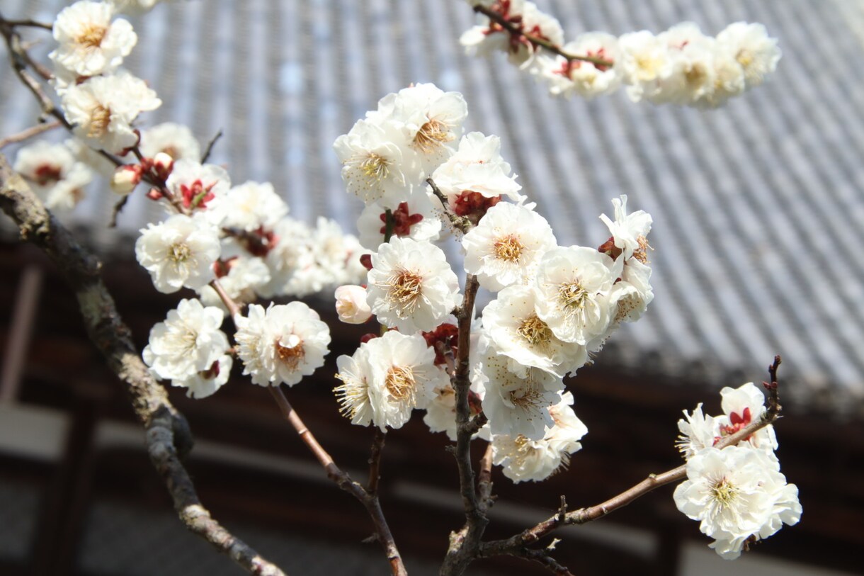 春の社寺仏閣内での桜や梅の撮影代行をします 春にしか撮れない風景をたくさん撮影します！ イメージ3