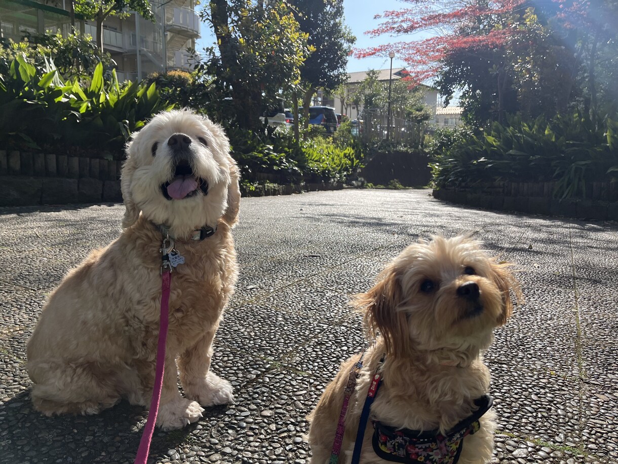 オンラインで犬のトレーニングを行います しつけ・トレーニングのアドバイス可能！　30分3000円 イメージ5