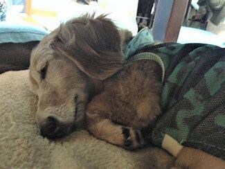 ペットロス。あなたの心を癒します 愛犬を8回亡くした私が貴方のペットロスの気持ちに寄り添います イメージ7