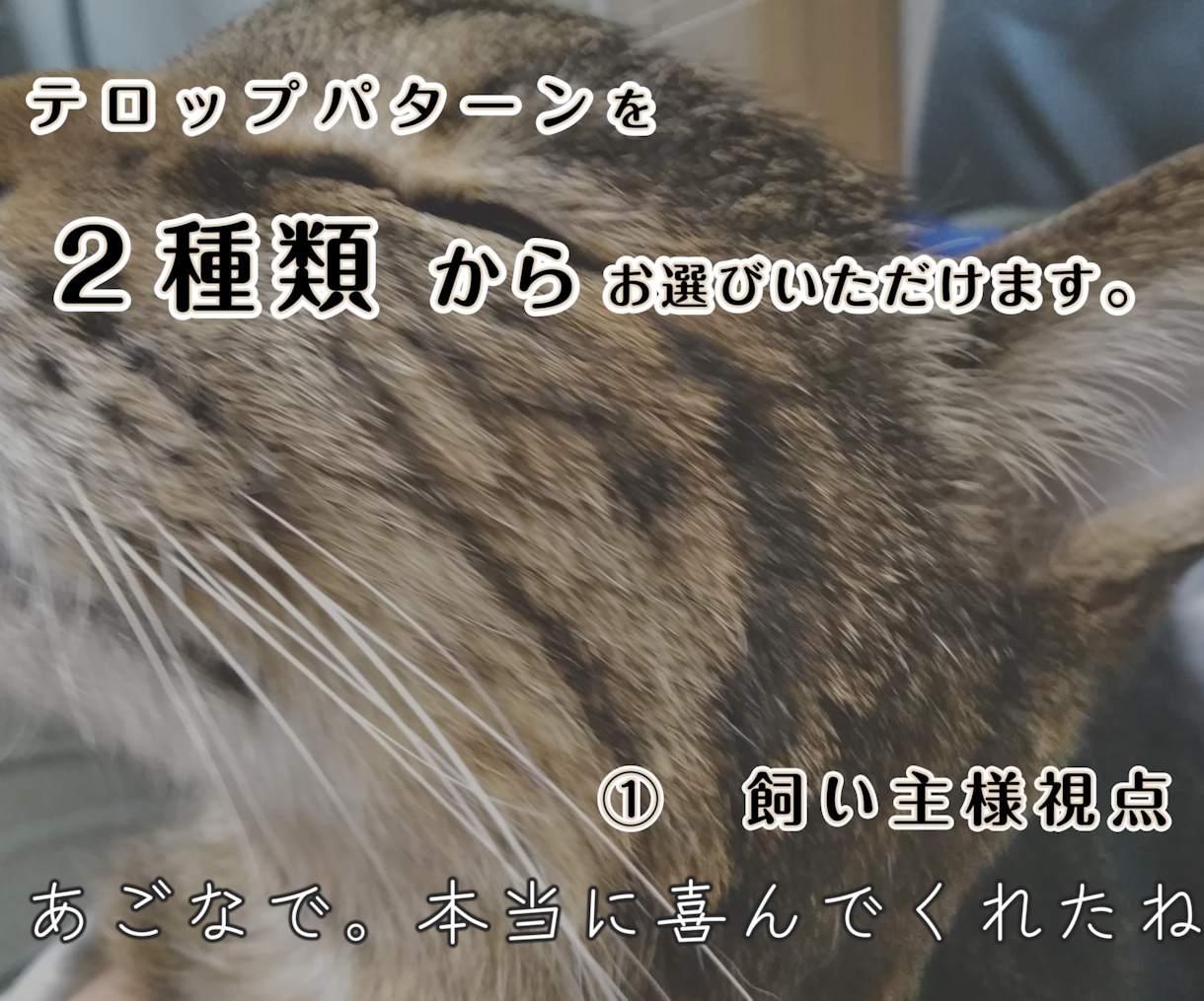 虹の橋を渡ったペット "想い出動画" つくります 「ありがとう。」　心に寄り添うナレーション。 イメージ6