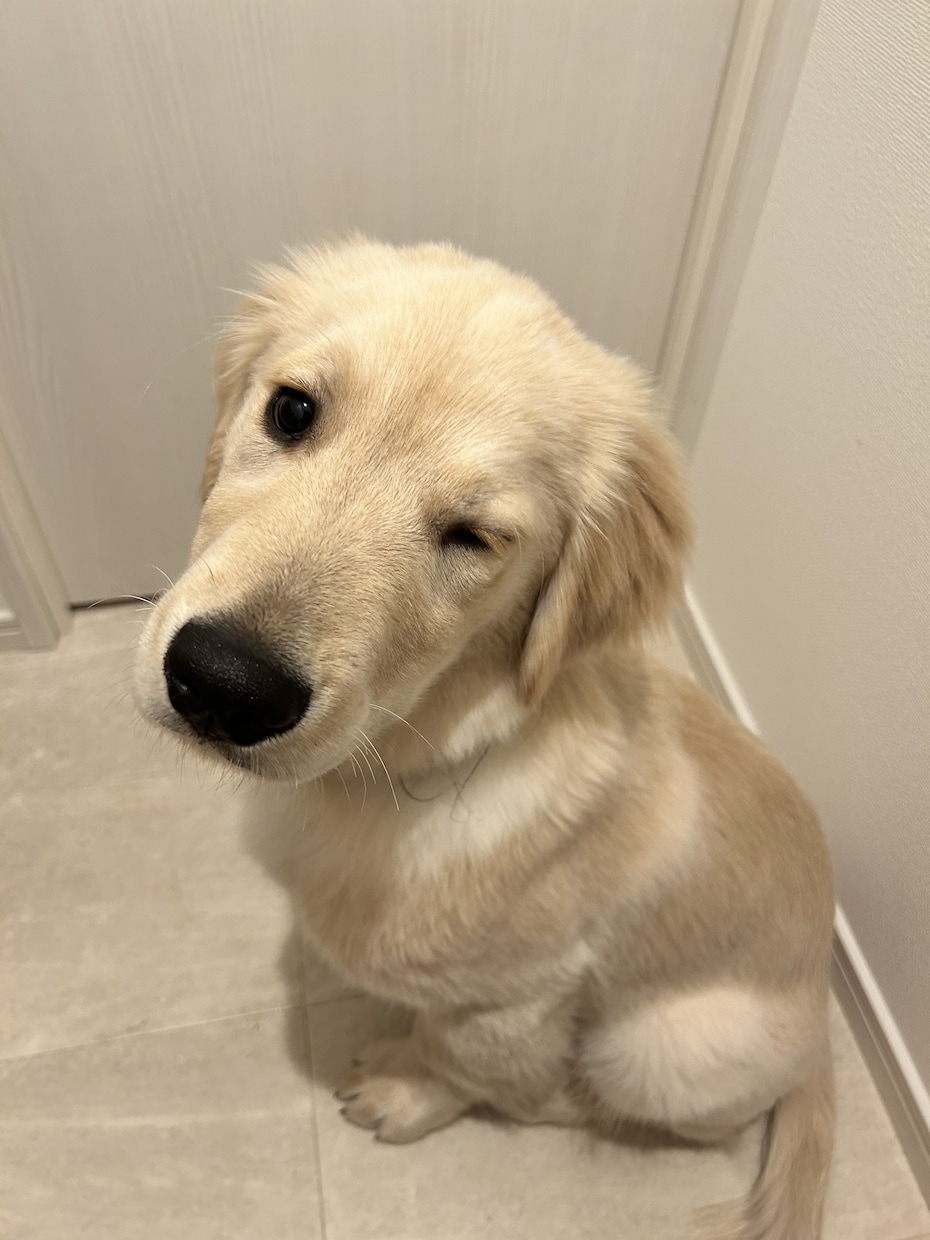 愛犬のなんで？をドッグトレーナーが一緒に解決します ドッグライフをより良きものに！ イメージ2