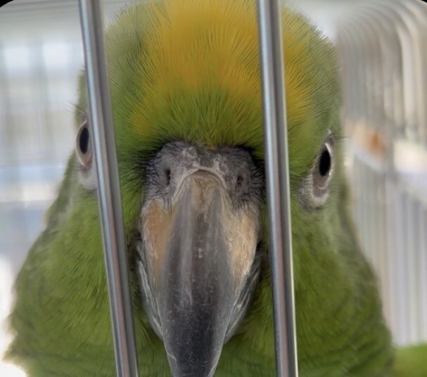 愛鳥家さんの親バカ話・お悩み聞きます 鳥好きだからこそ分かる気持ち、聞かせてください☺︎ イメージ2