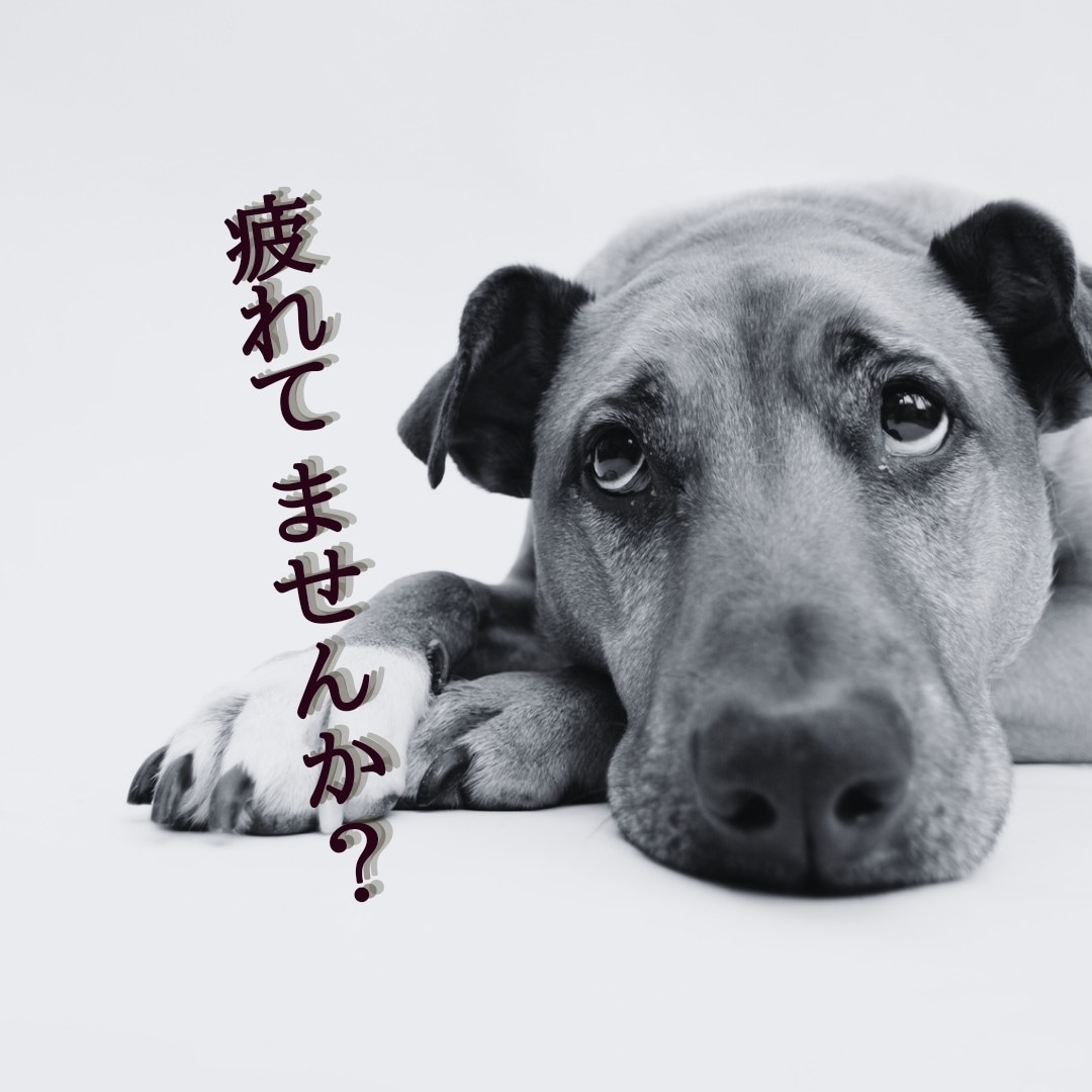 盲目の大学教員占い師があなたの疲れをすぐに癒します 公認・臨床心理士を育てる教員が心と体と魂の疲れに寄り添います イメージ1