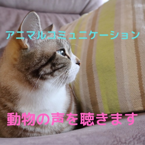 アニマルコミュニケーション♡動物さんとお話します ◆質問３つまで◆動物さんの声を聞いてみませんか？ イメージ2