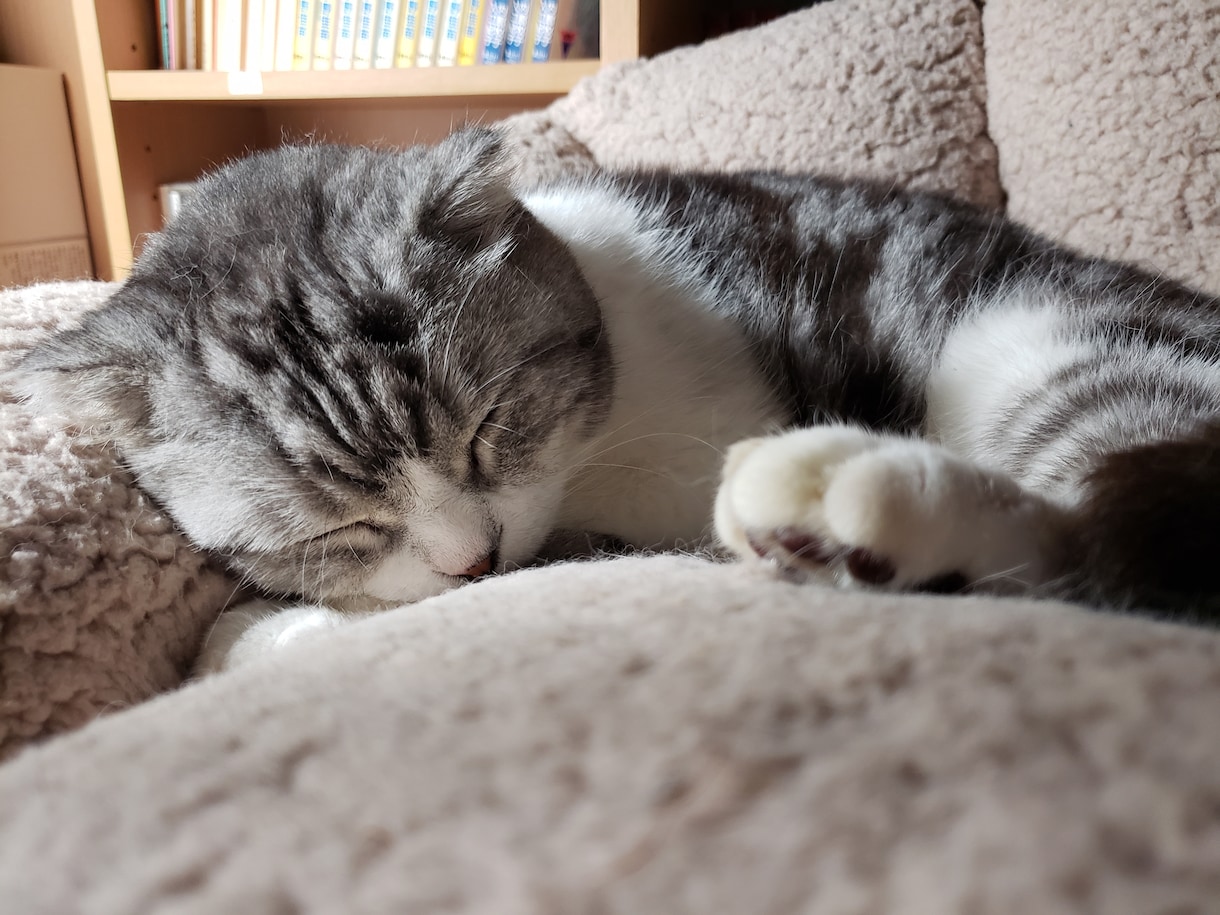 猫の病気のお話し聞きます 愛猫飼育歴１５年　様々な猫の病気や看護経験を話します イメージ1