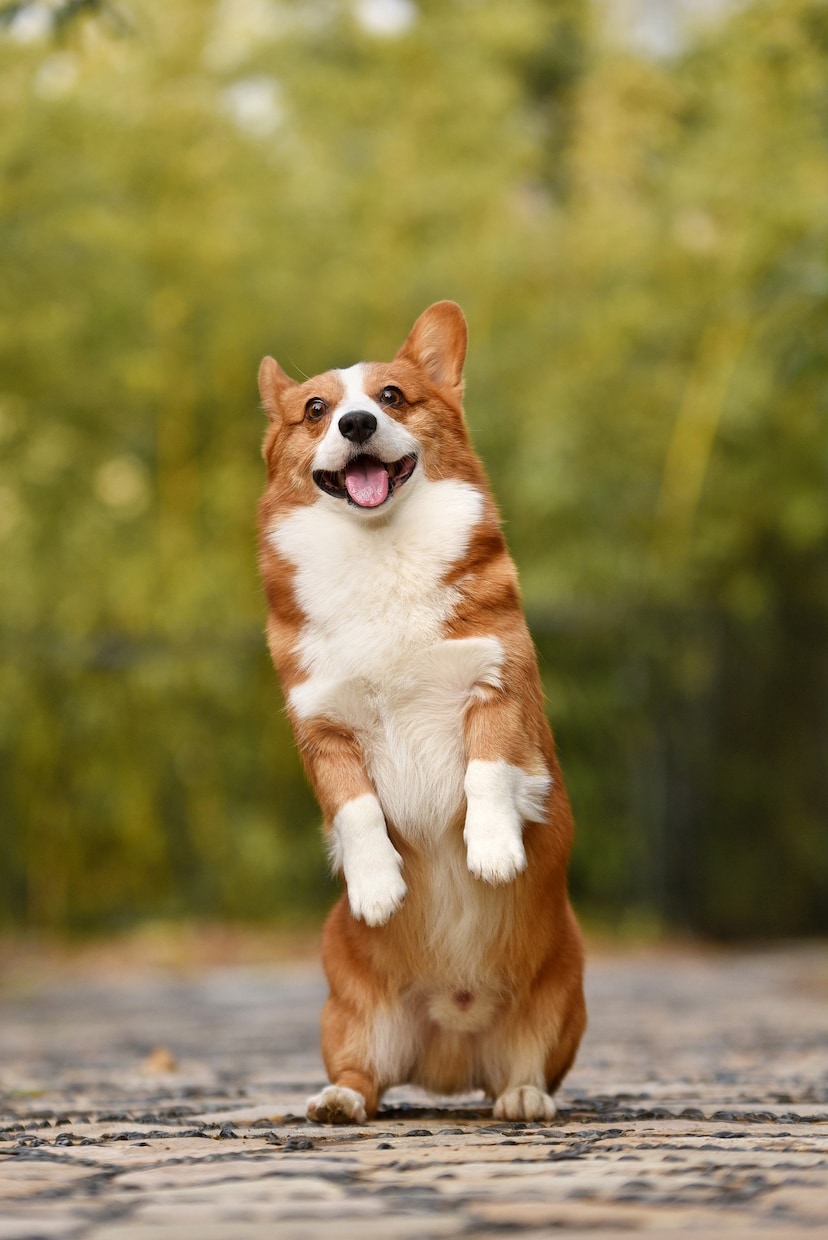 ブログで使える犬のフリー画像50枚を集めます 様々なシチュエーションに対応!!可笑しい!可愛い!!犬の画像 イメージ6