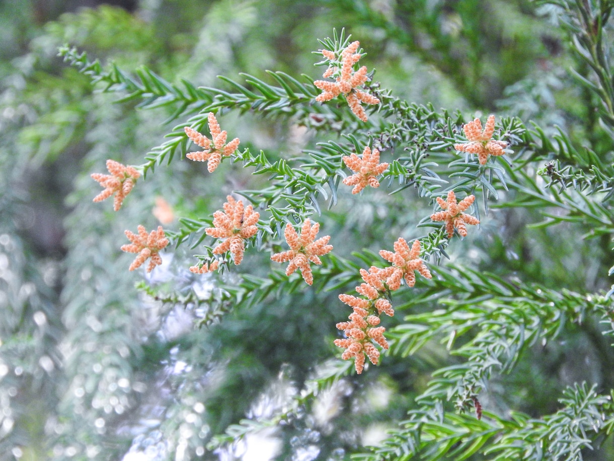 花粉症が楽になって喜ばれた方法を伝授します 20年持ち歩いたボックスティッシュを手放した私のお話し。 イメージ3