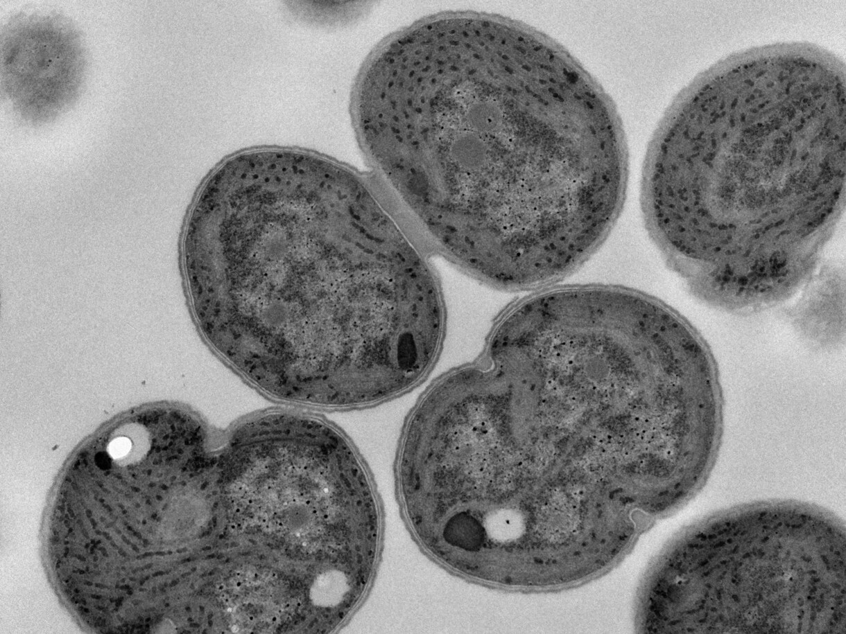 研究・テクノロジー関連のホームページを作ります 大学の准教授の会社が作るので、 業界用語が通じます！ イメージ4